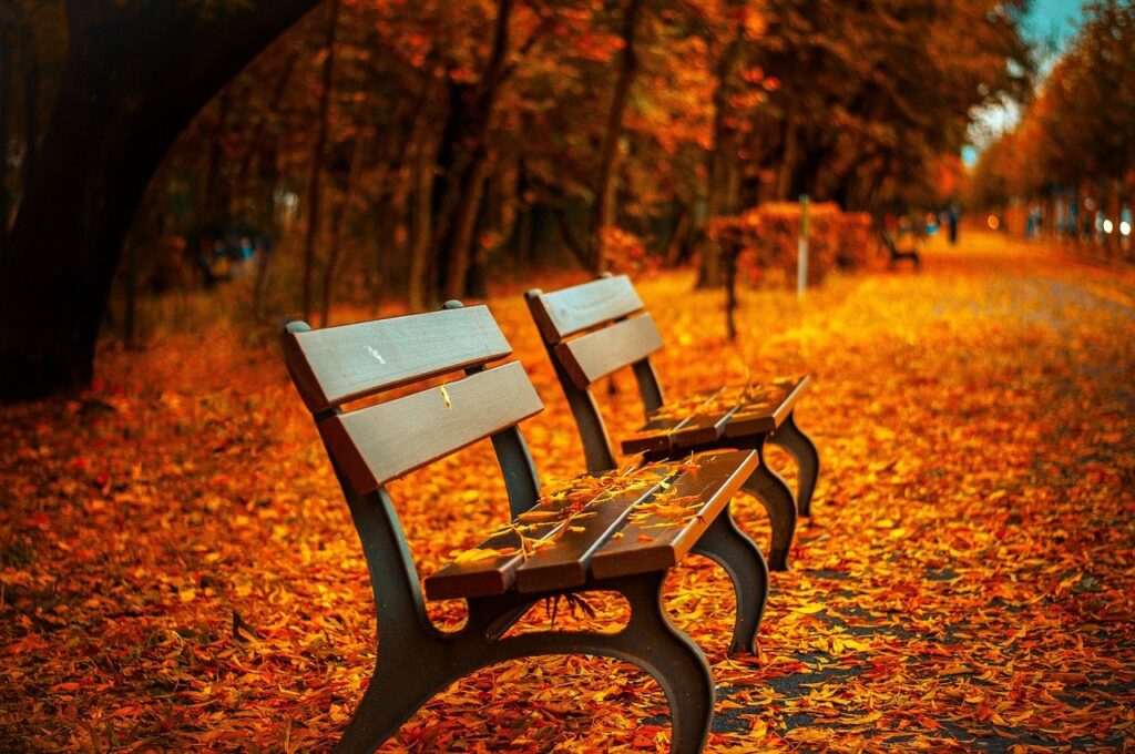 Benches with fall leaves