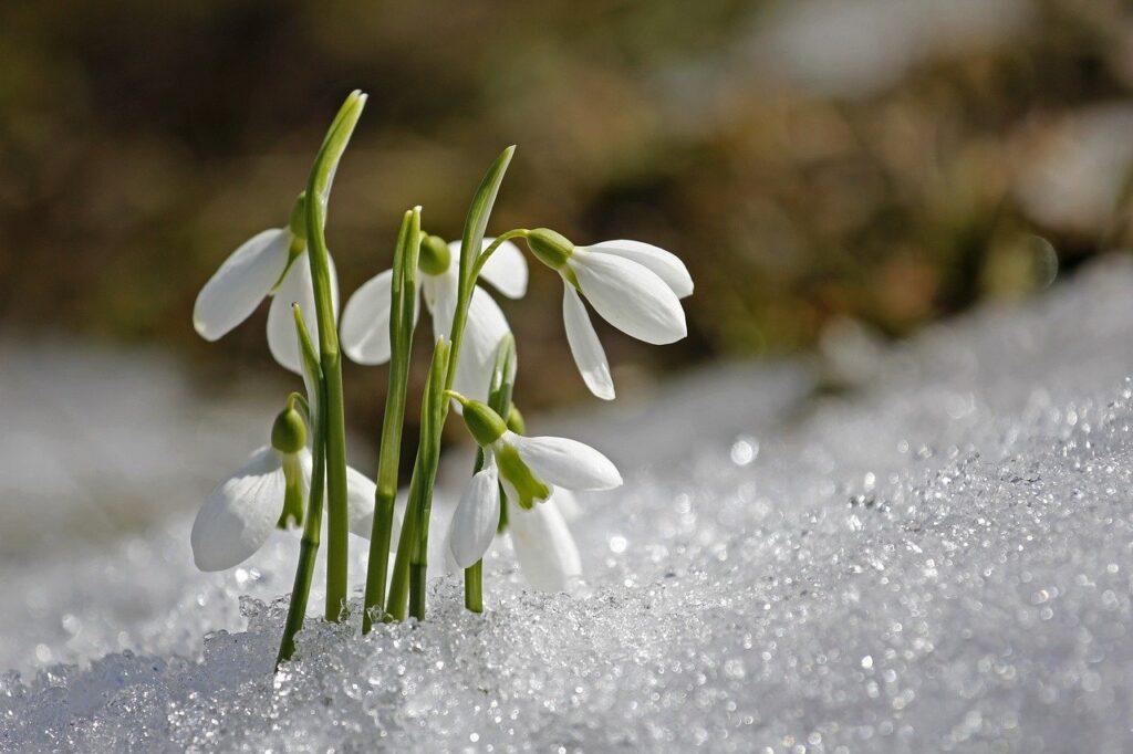 Flowers blooming through snow